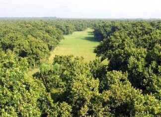 Discovering 4 Acres of Forest Land in Gazipur discovering-4-acres-of-forest-land-in-gazipur