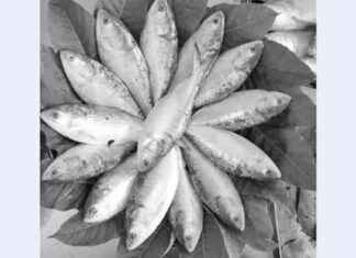 Lowest Price Hilsa Fish Sale by BFDC – Grab the Best Deal Now lowest-price-hilsa-fish-sale-by-bfdc-grab-the-best-deal-now