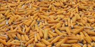 High-Yielding Potato Farming Brings Smiles to Farmers high-yielding-potato-farming-brings-smiles-to-farmers