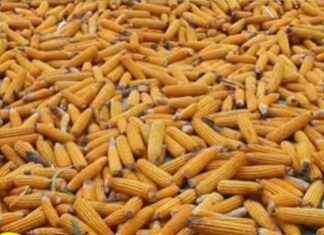 High-Yielding Potato Farming Brings Smiles to Farmers high-yielding-potato-farming-brings-smiles-to-farmers